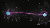 New ‘fire amoeba’ breaks heat survival record - Financial Times