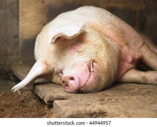 Closeup of sleeping pig facing the camera. Horizontal shot. Stock Photo