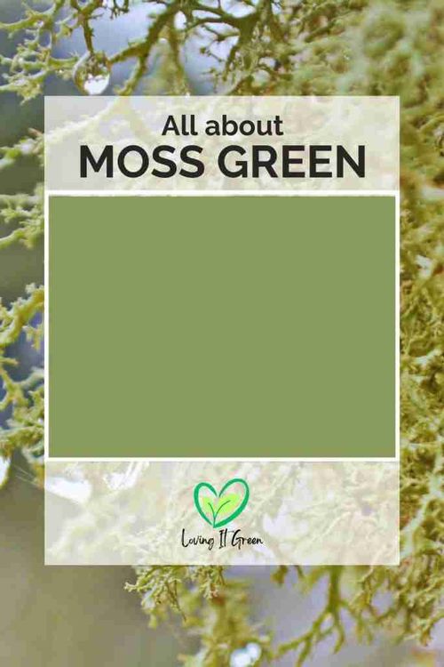 moss green color swatch with moss background