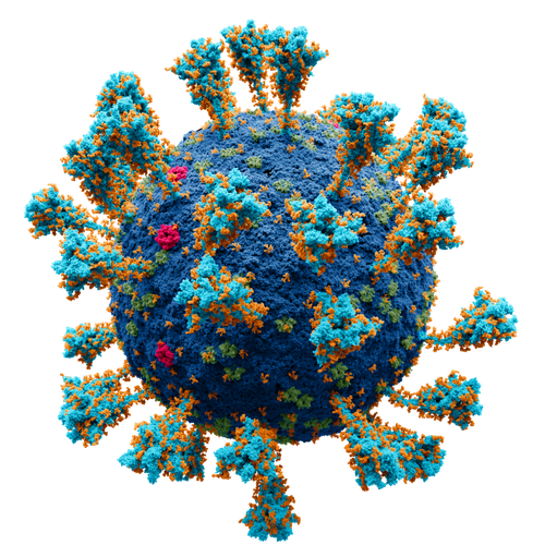 Scientifically accurate atomic model of the external structure of SARS-CoV-2. Each "ball" is an atom.