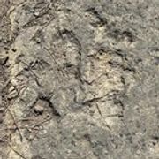 r/Paleontology - Possible Fossil Footprints