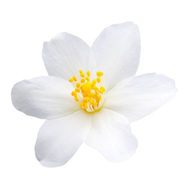 Jasmine flower isolated on white background Jasmine flower isolated on white background as package design element jasmine flower stock pictures, royalty-free photos & images