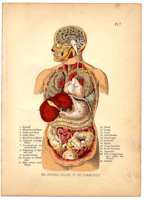 internal organs of the human body from the household physician 1905 6404030777