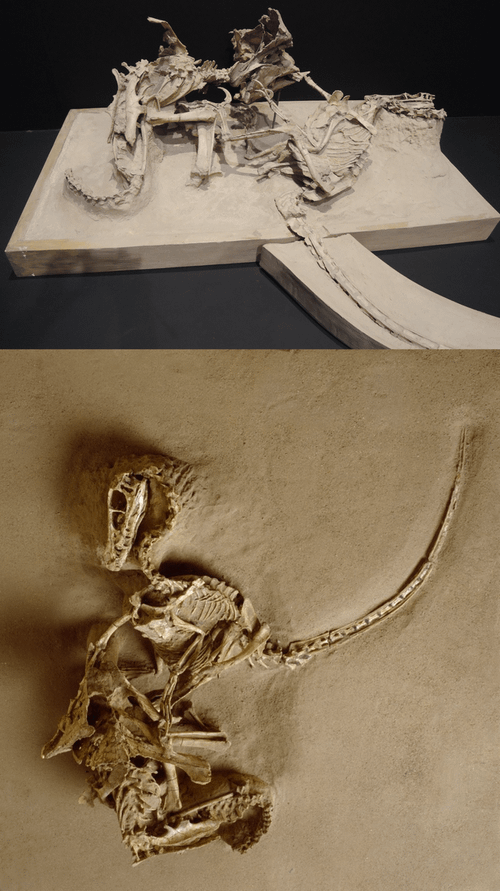 r/Naturewasmetal - The Legendary "Fighting Dinosaurs" fossil, of which a Velociraptor and Protoceratops were both preserved in mortal combat.
