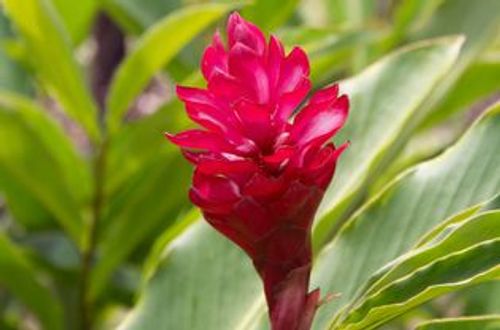 Flowering ginger plant with bright pink flower closeup