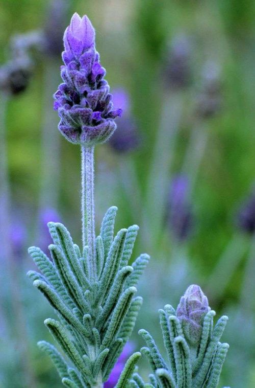 french lavender