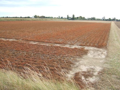 Crop desiccation - Wikipedia