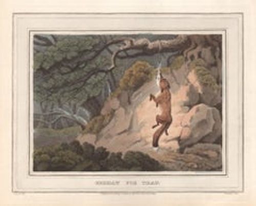 Antique German Fox Trap, aquatint engraving field sport hunting print, 1813
