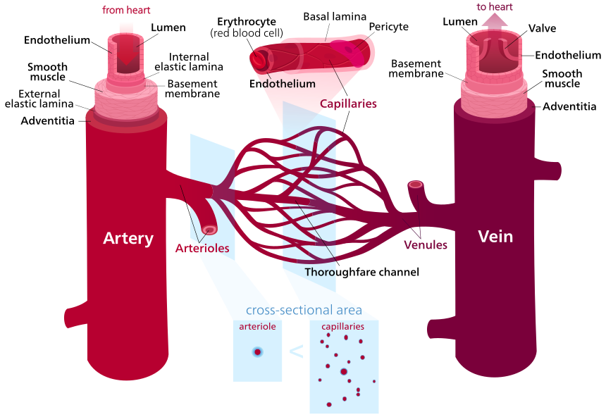 Blood_vessels_(retouched)_-en.svg