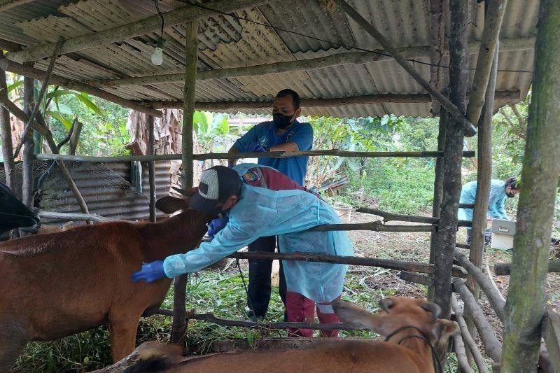 Fakta Unik: 200 Ternak Sapi di Bintan Divaksinasi PMK, Upaya DKPP Cegah Wabah Meluas