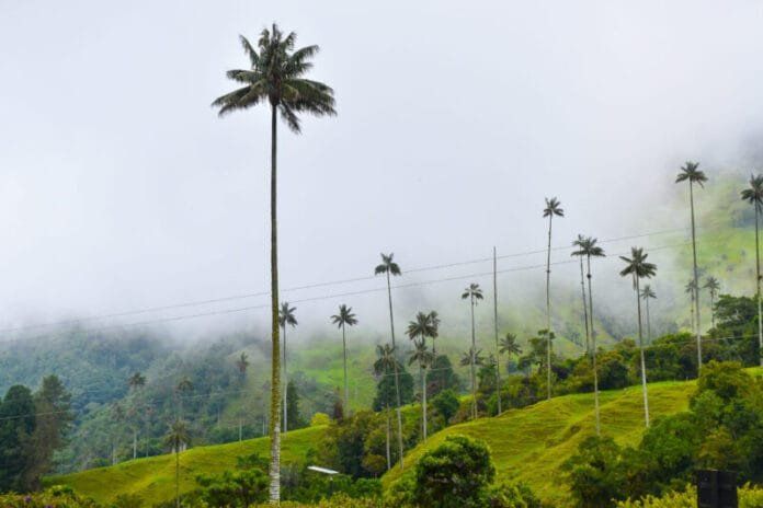 Valle del Cocora