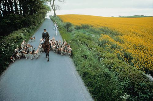 man with hunting dogs - pack of hounds stock pictures, royalty-free photos & images