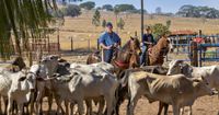 Recuperações judiciais no agro disparam e cenário deve piorar em 2027