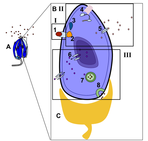 signal transaction of taste bitter