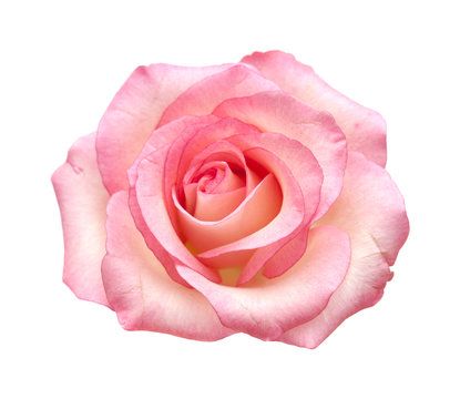 gentle pink rose isolated