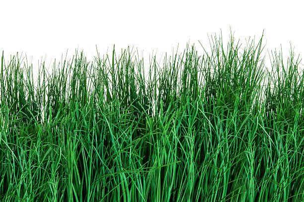 Detail of green grass Detail of green grass isolated on white background. overgrown grass stock pictures, royalty-free photos & images