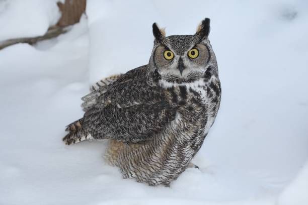 Great+Horned+Owl