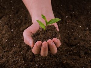 Make organic manure at home, give new life to your plants
