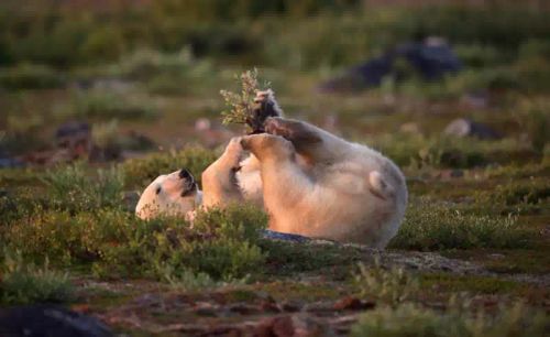 Polar Bears and Northern Lights