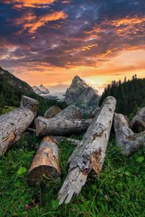 Nature scene at sunset with wood in foreground photo