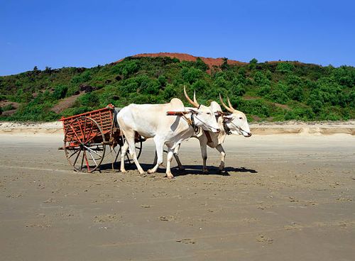 buffalo drawn to a cart going on the sandy shore pair of white buffalo drawn to a cart going on the sandy shorepair of white buffalo drawn to a cart going on the sandy shore bullock cart stock pictures, royalty-free photos & images