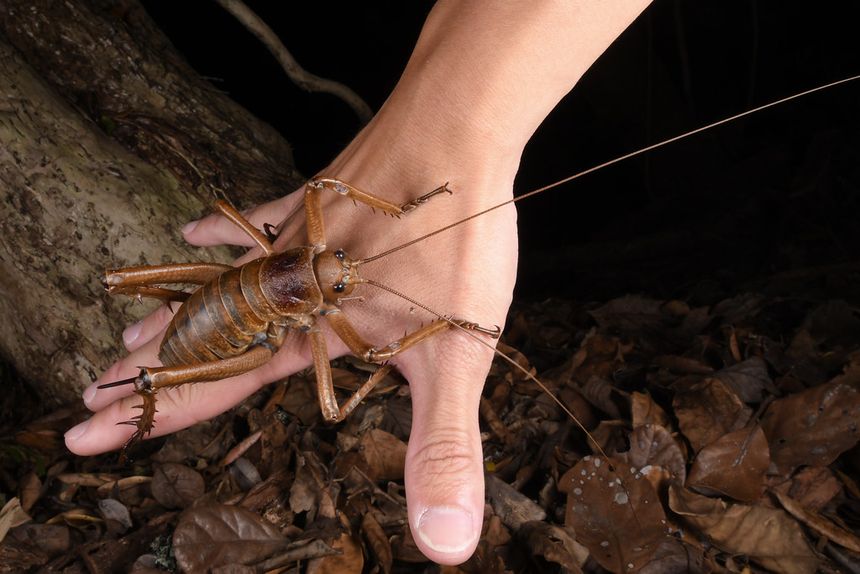 Le wētā géant de la Petite Barrière