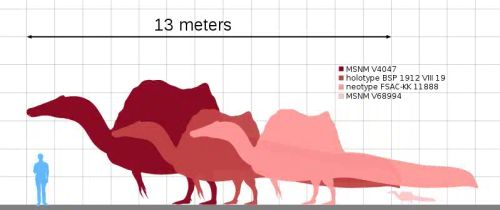 Size comparison of various Spinosaurus specimens. The chart illustrates the size of different specimens of Spinosaurus, highlighting the dinosaur's impressive length of up to 13 meters. Spinosaurus, a large carnivorous dinosaur from the Cretaceous period, is known for its distinctive sail-like spine.