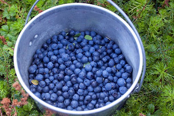 Bucket of Blueberries A bucket of freshly picked wild blueberries rests on a green carpet of moss. bucket of blueberries stock pictures, royalty-free photos & images