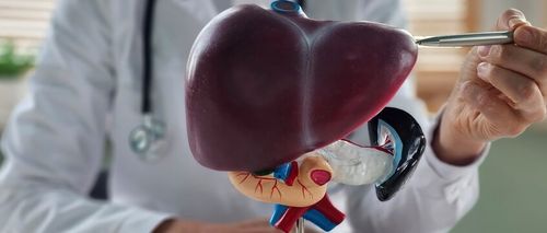 Doctor holding human Liver anatomy model. Liver cancer