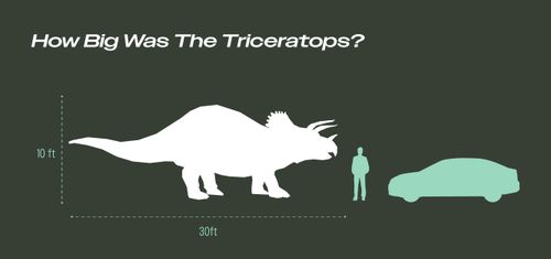 Infographic comparing the size of a Triceratops to a car and an average human