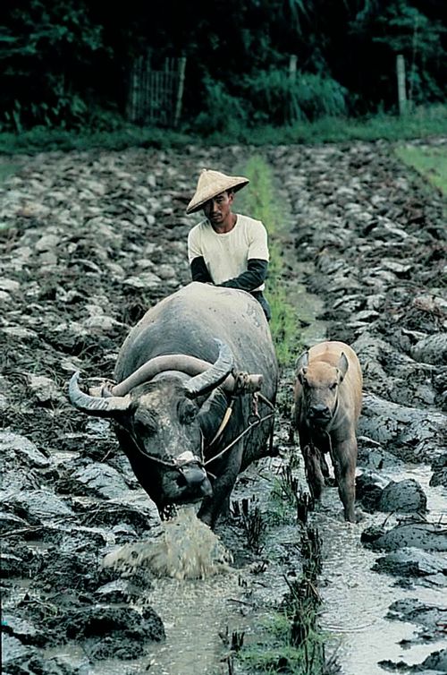 standard compressed taiwan3