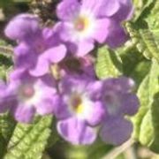 r/flowers - Beautiful purple flowers. Name ?