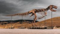 A T. rex found in South Dakota could smash auction records — and possibly disappear forever - CNN