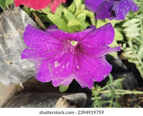 Purple colour flower seasonal fresh shurb small size looks very beautiful generally found everywhere  Stock Photo