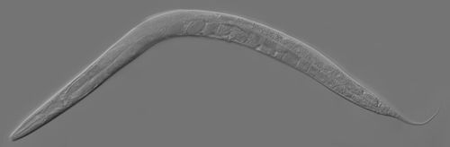 Caenorhabditis elegans - Wikipedia