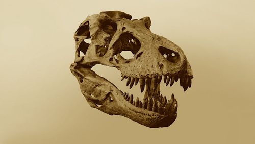 Perfectly preserved dinosaur skin found in Korea