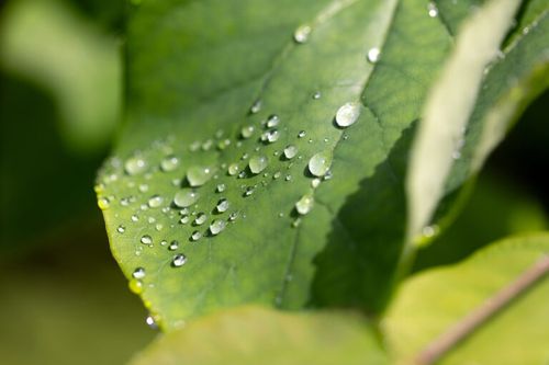 Sunlit Dewdrops on Leaf