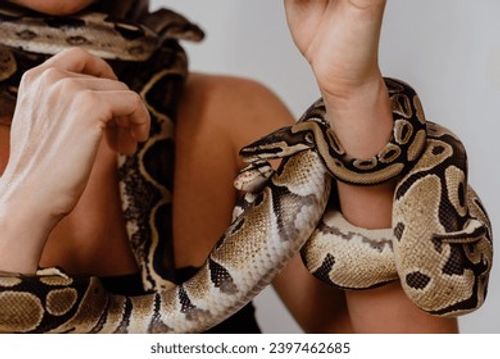 Woman with python snakes elegantly slithering over her arm. Stock Photo