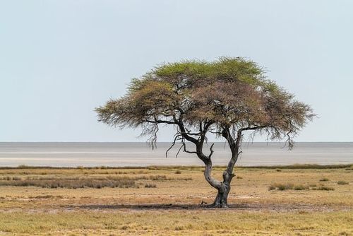 Free Acacia Nature photo and picture