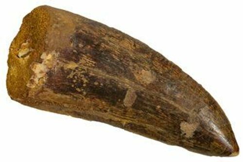 Serrated Carcharodontosaurus Tooth - Real Dinosaur Tooth #341160