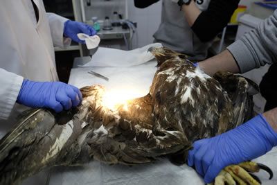 Cura de águila real en el CRAS de Valladolid