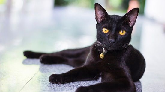 Црна Мачка