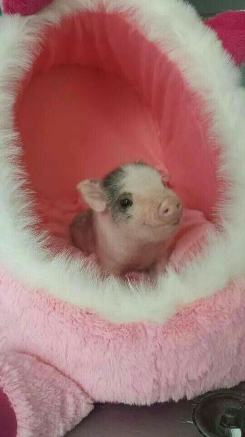 a small pig sitting in a pink and white cat bed on top of a table