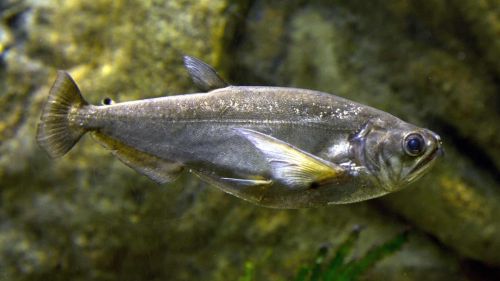 Peixe-cachorra