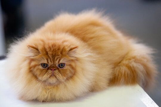 Gatito tierno