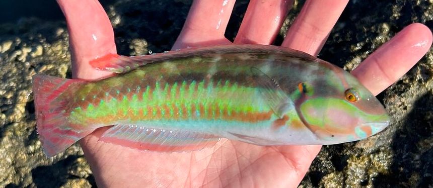 slippery dick 2
