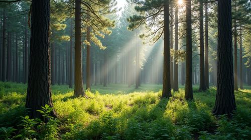 Create your own import image with Canva