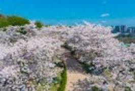 2026成都春季赏花攻略（樱花+郁金香+油