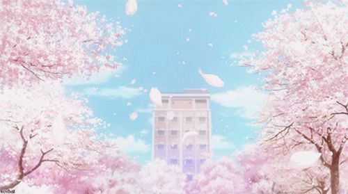 Cherry Blossom Sakura Rain GIF