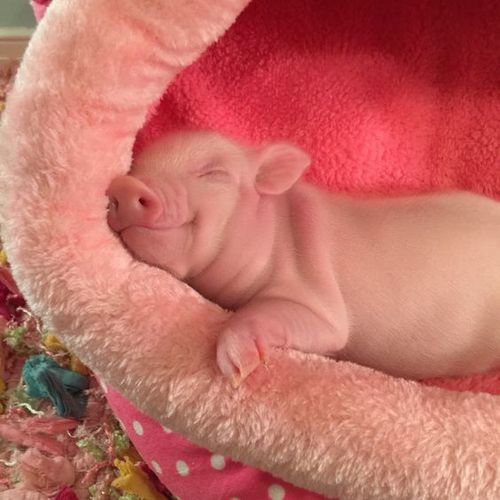 a baby pig is sleeping in a pink blanket on top of a stuffed animal bed